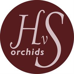 HVS orchids