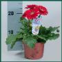 Globe Plant BV
