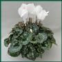 Globe Plant BV