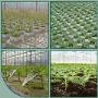 Globe Plant BV