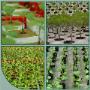 Globe Plant BV