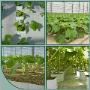 Globe Plant BV