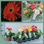 Globe Plant BV
