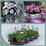 Globe Plant BV