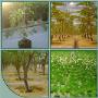 Globe Plant BV