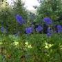 Beswerda Tuinonderhoud Wietse
