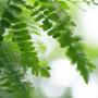 Ente Gonnie Praktijk voor Klassieke Homeopathie