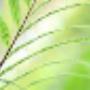 Homeopathie kan eigenlijk ied