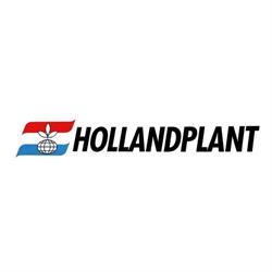 Hollandplant Bv