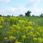 Zeeuwse Landschap Stichting Het