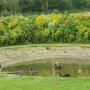 Kikkerput naast de camping