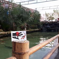 Koi-Kas