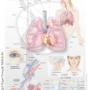 Rogier Trompert Medical Art