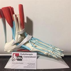 Podotherapie Cranendonck