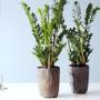 Zamioculcas op pot