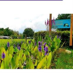 Camping de Waterlelie