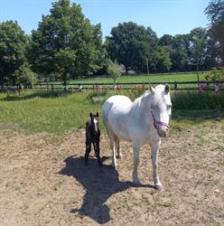 Manege de Foliohoeve