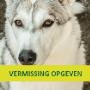 Dierenambulance Velsen