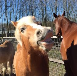 Almeersch Hippisch Centrum