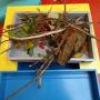 SKiP Stichting Kinderdagverblijven Pippeloentje-Pluk