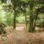 Natuurbegraafplaats Weverslo