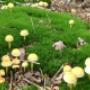 Natuurbegraafplaats Weverslo
