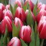 VGB Vereniging voor Groothandelaren in Bloemkwekerijprodukten