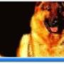LiHo Dierenhotel