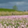 Zuidwest Friesland Wonen