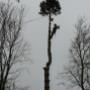 Beuk Boomverzorging De