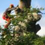 Beuk Boomverzorging De
