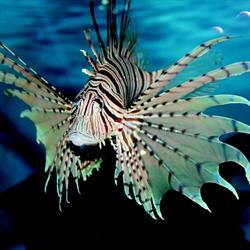 Aqua-Exotica