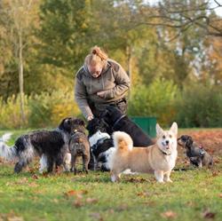 Doggy's uitlaatservice