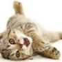 Hoge Veld Honden- en Kattenpension 't