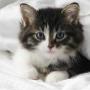 Hoge Veld Honden- en Kattenpension 't