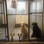 Hoge Veld Honden- en Kattenpension 't