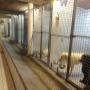 Hoge Veld Honden- en Kattenpension 't