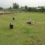 Hoge Veld Honden- en Kattenpension 't