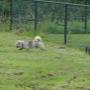 Hoge Veld Honden- en Kattenpension 't
