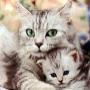 Hoge Veld Honden- en Kattenpension 't