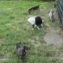 Hoge Veld Honden- en Kattenpension 't