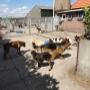 Hoge Veld Honden- en Kattenpension 't