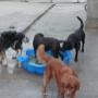Hoge Veld Honden- en Kattenpension 't