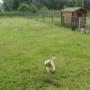Hoge Veld Honden- en Kattenpension 't