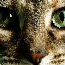 Wel Voor de Poes Kattenpension