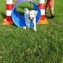 Hondentraining Kruisland