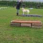 Hondentraining Kruisland