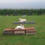 Hondentraining Kruisland