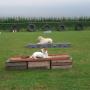 Hondentraining Kruisland