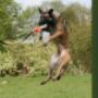 Hondentraining Kruisland